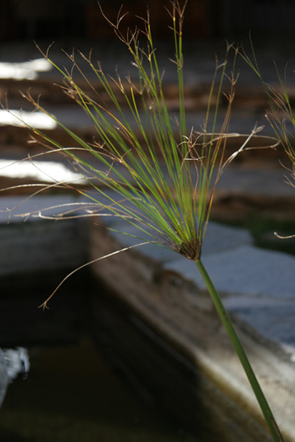 Picture/Photo: relaxing image of plant and pond